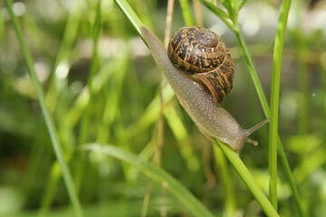 Common Garden Snail (Helix aspersa), moving down a green grass stem