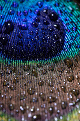 Wassertropfen auf einer Pfauenfeder