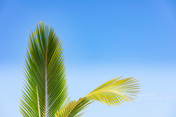 close up of a lush green Palm tree leave with a blue sky in the background