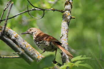 Brown Thrasher Perched in a Tree