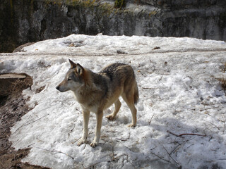 Fototapeta premium Gray wolf on a winter day. Wild animal