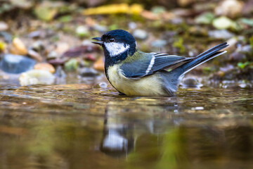 Kohlmeise (parus major)