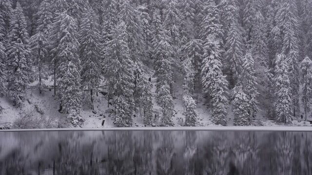 People walk around lake with snow covered pine trees
