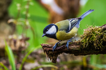 Kohlmeise (parus major)