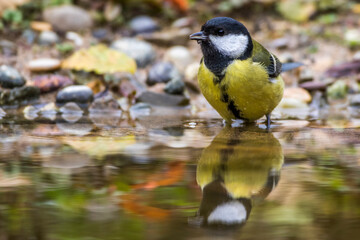 Kohlmeise (parus major)