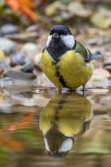 Kohlmeise (parus major)
