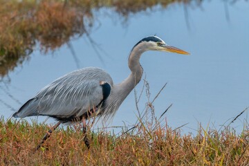 A Great blue Heron stalking and capturing prey while on the prowl in a wetland.