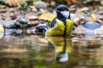 Kohlmeise (parus major)