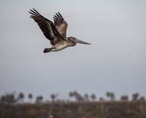 A Brown Pelican takes flight near the ocean in search of a meal.