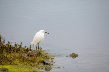 A Snowy Egret always on the lookout for it's next meal in a wetland.