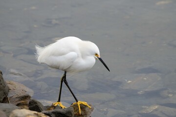 A Snowy Egret always on the lookout for it's next meal in a wetland.