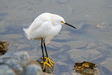 A Snowy Egret always on the lookout for it's next meal in a wetland.