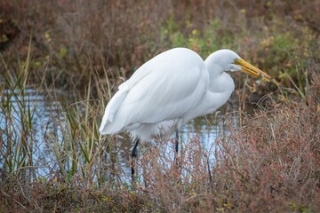 Great Egret Stalking Prey in a Wetland