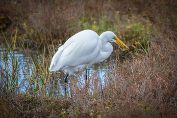 Fototapeta premium Great Egret Stalking Prey in a Wetland
