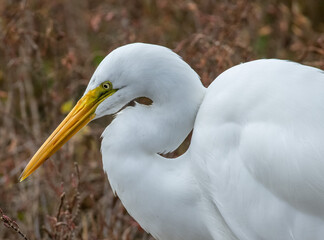 Great Egret Stalking Prey in a Wetland
