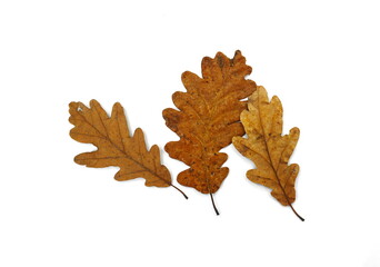 Obraz premium Old oak leaves isolated on white. Autumn leaf.