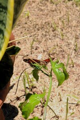 orange butterfly on the garden 