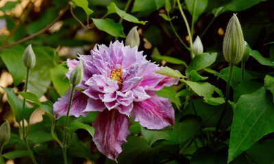 Obraz premium Terry clematis with buds