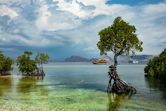 lush green Mangroves in Komodo National Marine Park, Flores with a expedition boat in the background