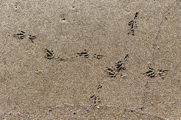 Background. Texture of beige sand and bird footprints close-up