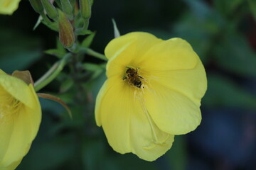 Bee in an Oenothera biennis flower