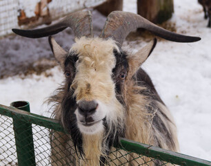 A frontal portrait of a goat with horns against a snow background
