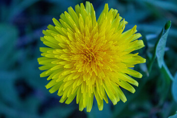 yellow dandelion flower in spring