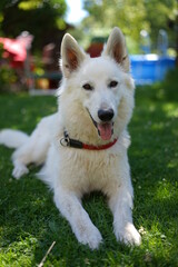 weißer Schäferhund