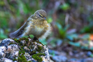 Zilpzalp (Phylloscopus collybita)