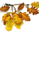 Autumn leaves as a decorative element with place for text. Autumn colored leaves isolated on white background. Leaves isolated.