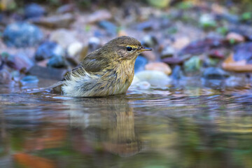 Zilpzalp (Phylloscopus collybita)