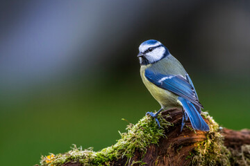 Blaumeise (Parus caeruleus)