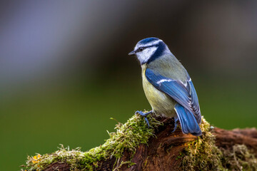Blaumeise (Parus caeruleus)