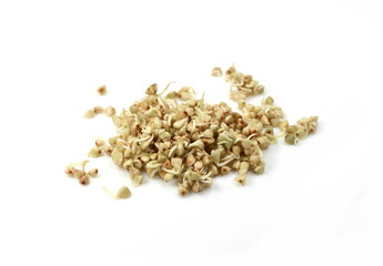 Buckwheat sprouts isolated on white background. Germinated buckwheat isolated.