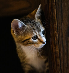 A tabby kitten peeking out