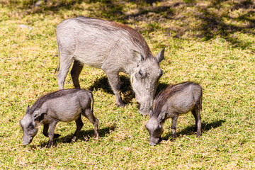 Warthog sow and two piglets eating grass, Namibia