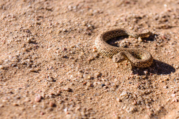 Sidewinder snake on a sand dune in Namibia