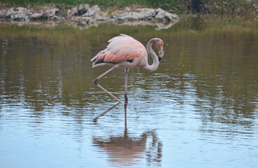 Beautiful Flamingo in Isla Isabela, Galapagos Islands, Ecuador