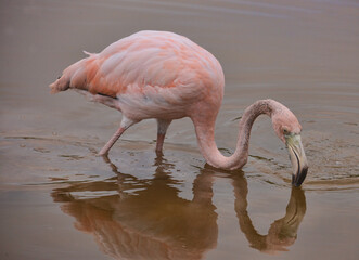 Beautiful Flamingo in Isla Isabela, Galapagos Islands, Ecuador