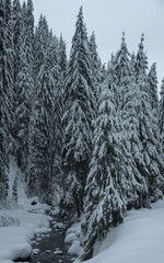 Aerial vertical panorama of frozen Jiet river flowing through a snowed spruce forest. Winter Season, Carpathia, Romania.