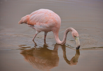 Fototapeta na wymiar Beautiful Flamingo in Isla Isabela, Galapagos Islands, Ecuador
