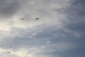 Seagulls flying in the cloudy sky