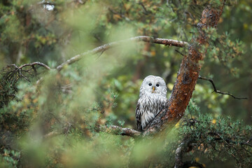 male Ural owl (Strix uralensis) sitting on a pine tree