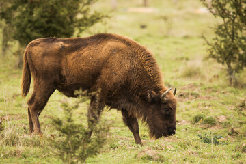 female European bison (Bison bonasus) graze on the plains