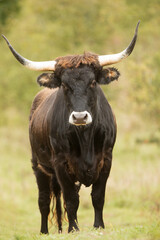 very big male aurochs (Bos primigenius) portrait close up