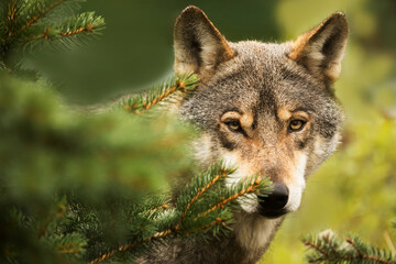in detail male gray wolf (Canis lupus) peeks carefully out from behind the tree, he is very timid - obrazy, fototapety, plakaty