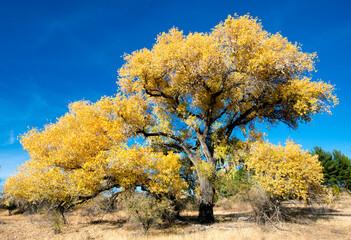 Cottonwood tree in full Fall colors against a clear dark blue sky in Cottonwood Arizona