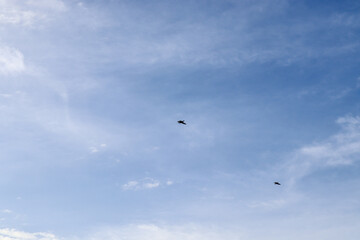 seagull fly in the blue sky