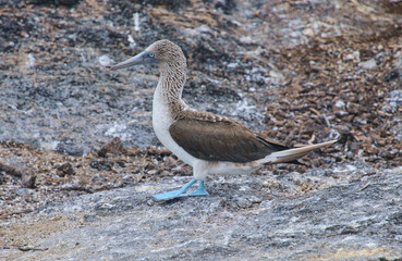 Blue-footed booby (Sula nebouxii), Isla Seymour Norte, Galapagos Islands, Ecuador