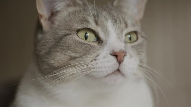 Close-up of a funny american shorthaired cat staring into the windlow